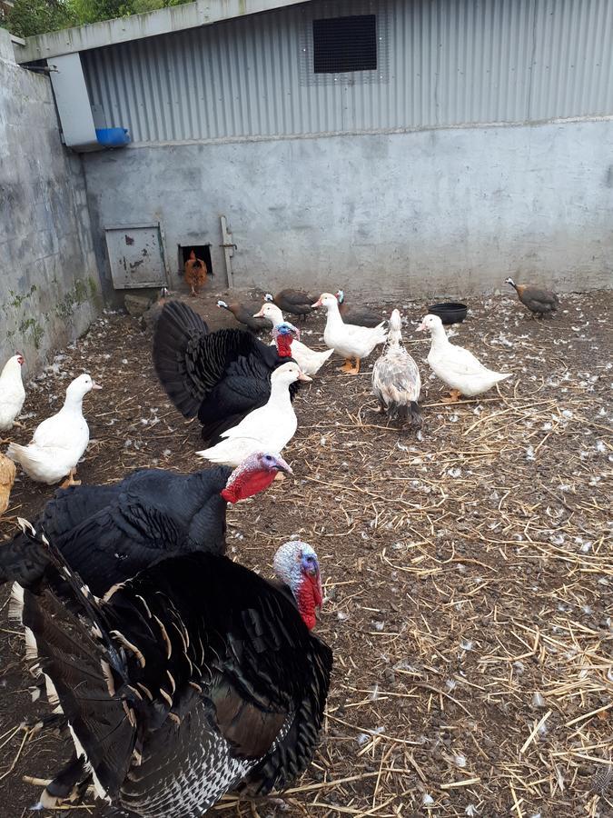Les Grevilleas La Plaine des Cafres Exterior foto